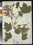 Acer rubrum L.