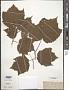 Acer spicatum Lam.