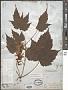 Acer spicatum Lam.