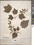 Acer spicatum Lam.