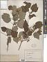 Acer spicatum Lam.
