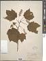 Acer spicatum Lam.