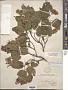 Acer tataricum L.