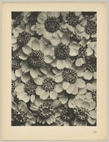 Achillea clypeolata