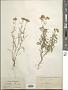 Achillea gerberi M. Bieb.