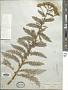 Achillea millefolium L.