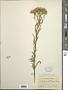 Achillea multiflora Hook.