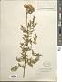 Achillea sp.
