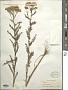 Achillea sp.