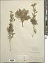Achillea sp.