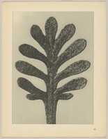 Achillea umbellata