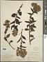 Acilepis setigera (Arn.) H. Rob. & Skvarla