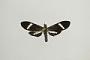 Aclytia albistriga