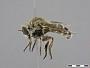 Acnephalomyia sp.