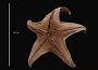 Acodontaster conspicuus