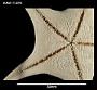 Acodontaster hodgsoni