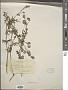 Aconitum sp.