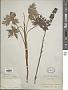 Aconitum sp.
