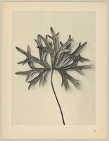 Aconiyum anthora