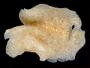 Acotylea