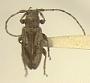 Acrepidopterum minutum