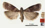 Acrobasis nuxvorella