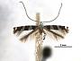 Acrocercops cathedraea