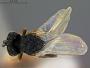 Acroclisis coccidivora
