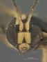 Acropimpla devia