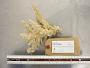 Acropora exilis
