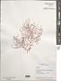 Acrosymphyton sp.