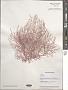 Acrosymphyton sp.