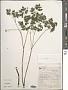 Actaea rubra (Aiton) Willd.