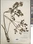 Actaea rubra (Aiton) Willd.