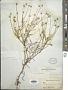 Actinea linearifolia (Hook.) Kuntze