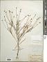 Actinea linearifolia (Hook.) Kuntze