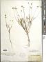 Actinea linearifolia (Hook.) Kuntze
