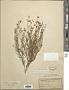 Actinea linearifolia (Hook.) Kuntze