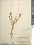 Actinea linearifolia (Hook.) Kuntze
