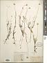Actinea linearifolia (Hook.) Kuntze