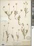 Actinea linearifolia (Hook.) Kuntze