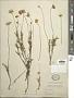 Actinea linearifolia (Hook.) Kuntze