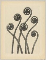 Adiantum pedatum