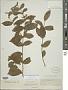 Aegiphila foetida Sw.