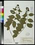 Aegiphila platyphylla Briq.