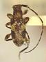 Aegocidnus flavomaculatus