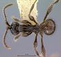 Aenictus alticola