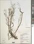 Aeschynomene paniculata Vogel