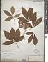 Aesculus flava Sol.