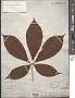 Aesculus flava Sol.